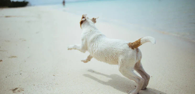 Een hond van het type Jack Russell Terrier met bruine markeringen die op een strand loopt, van achteren gezien.