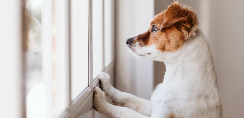 Een hond met een korte witte en bruine vacht tuurt uit een raam en laat zijn poten op de vensterbank rusten.