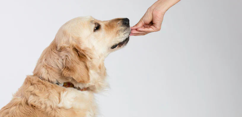 Een close-up van het hoofd van een golden retriever-hond in profiel, naar rechts gericht, met een menselijke hand die hem een traktatie aanbiedt tegen een witte achtergrond.
