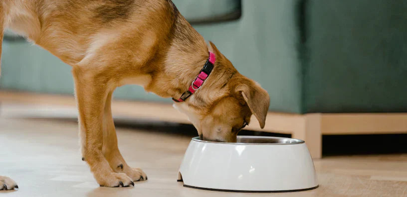 Een licht- en donkerbruine hond met een roze halsband eet uit een witte kom op een lichtgekleurde vloer.