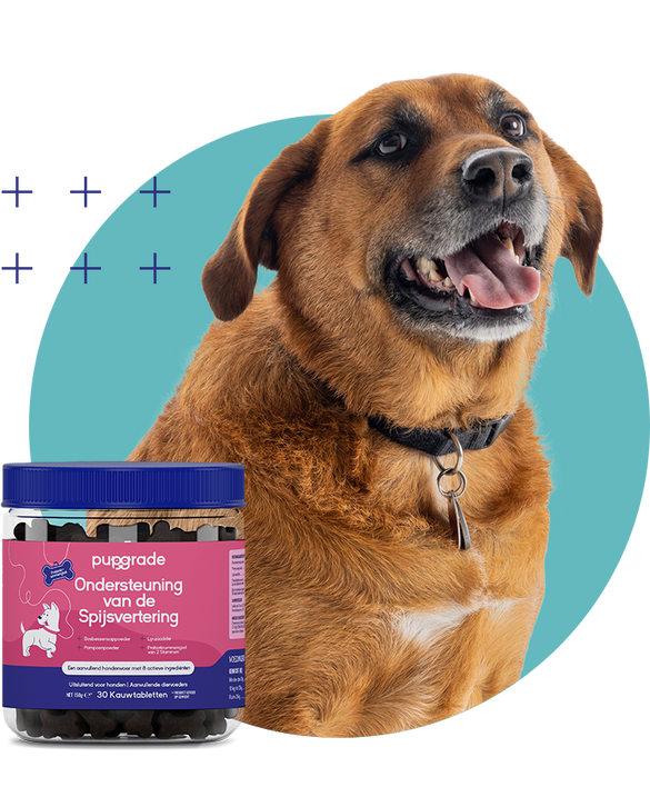 Dog with Digestive Support Jar