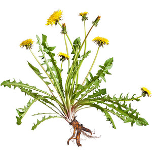 Dandelion Root