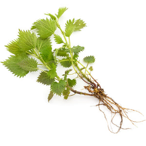 Nettle Root Powder