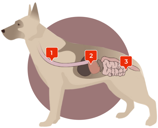 Unhealthy dog