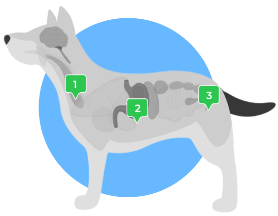 Healthy dog